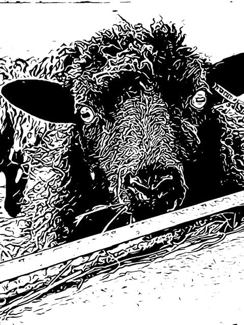 lino print of black shetland sheep