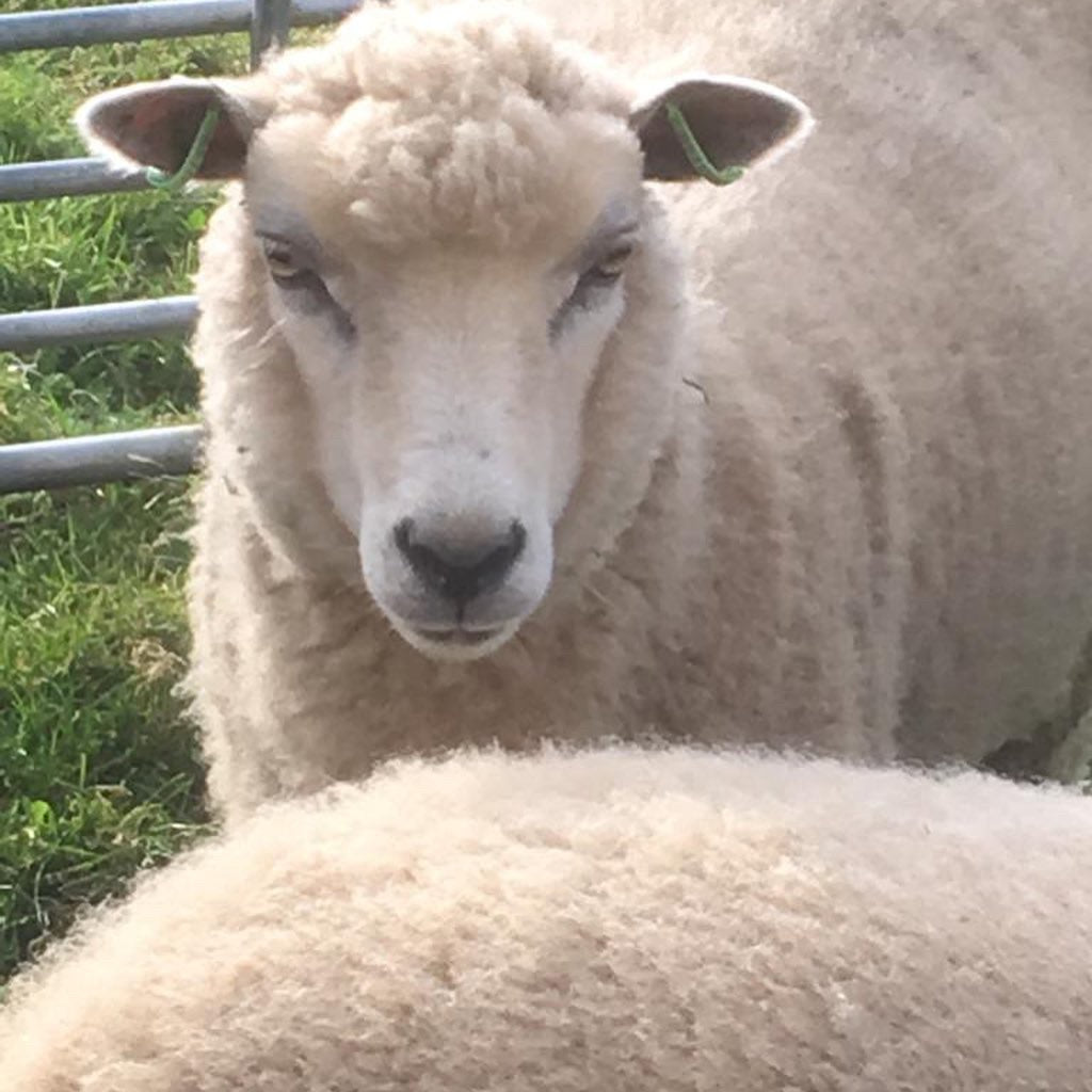 Simply Shetland 4 ply: 100g - Glas Maol