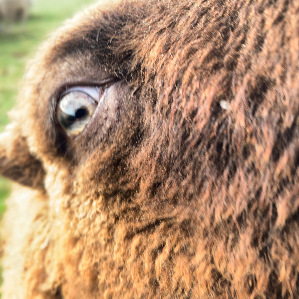 Simply Shetland DK: 100g - Bonxie