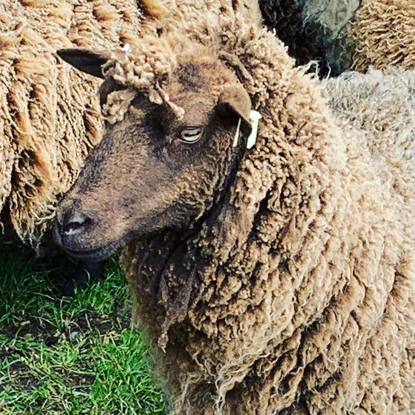 Simply Shetland DK: 100g - Bonxie