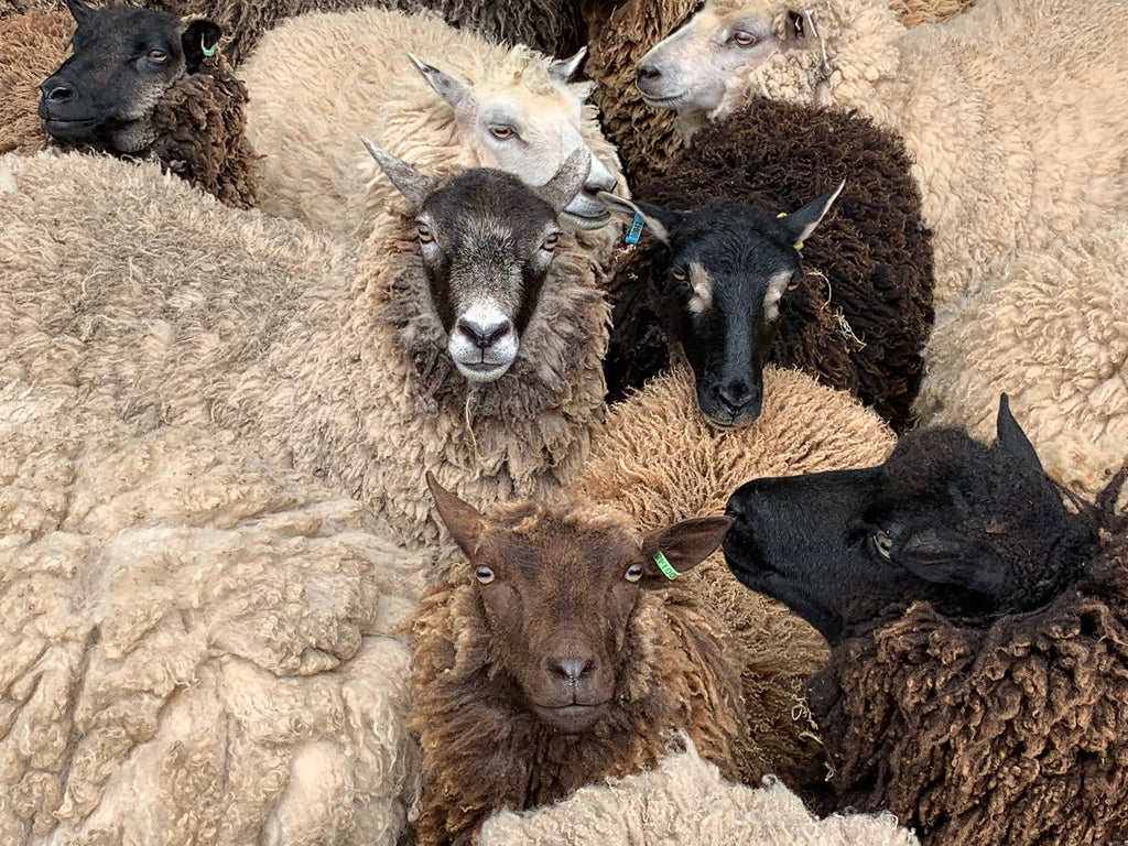 Simply Shetland DK:  100g - Haar