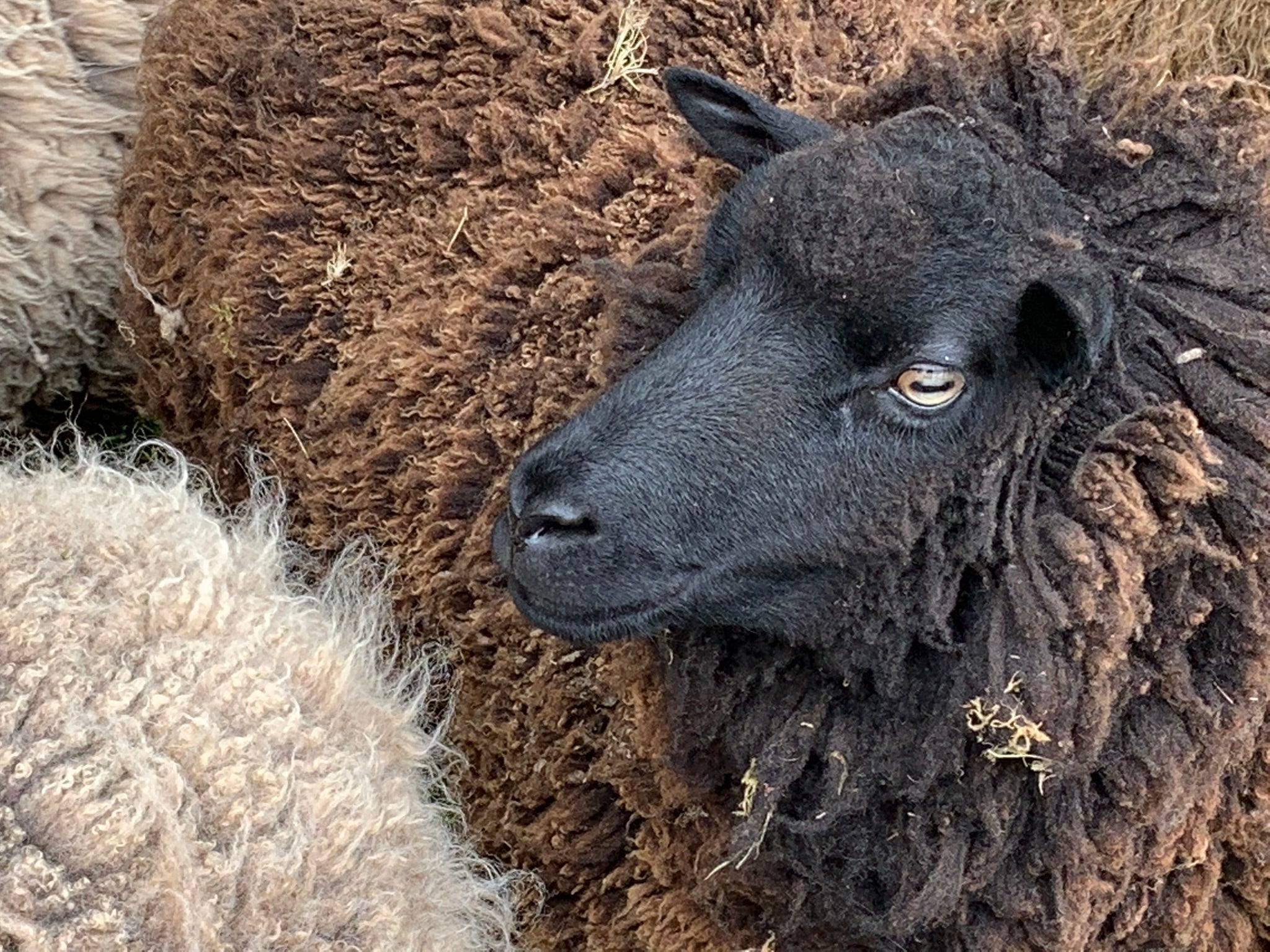 Simply Shetland DK: 100g - Storm