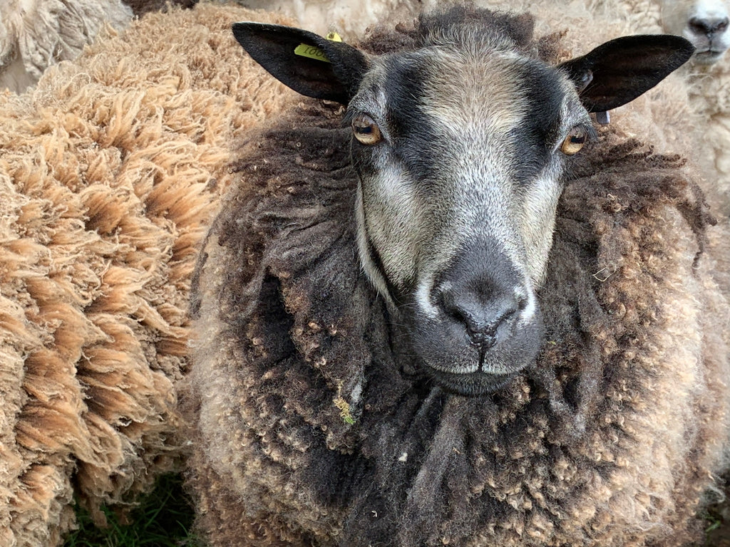 Simply Shetland DK:  100g - Haar