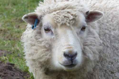 Simply Shetland Aran: 100g - Beinn A' Ghlo