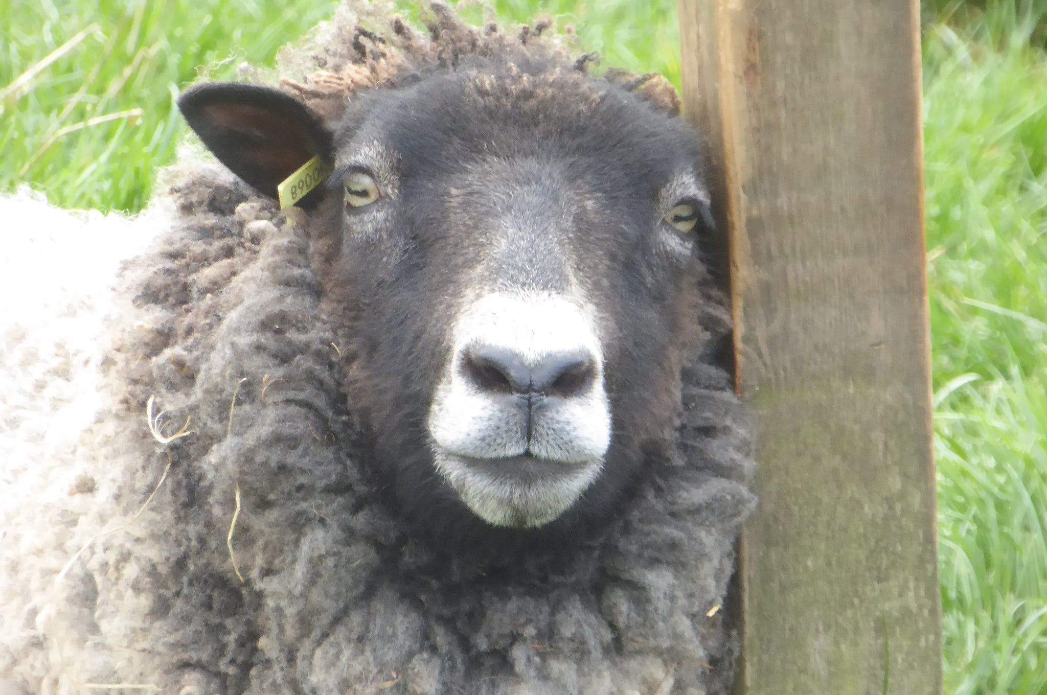 Achness Shetland Blend DK: 100g - Loch Fleet