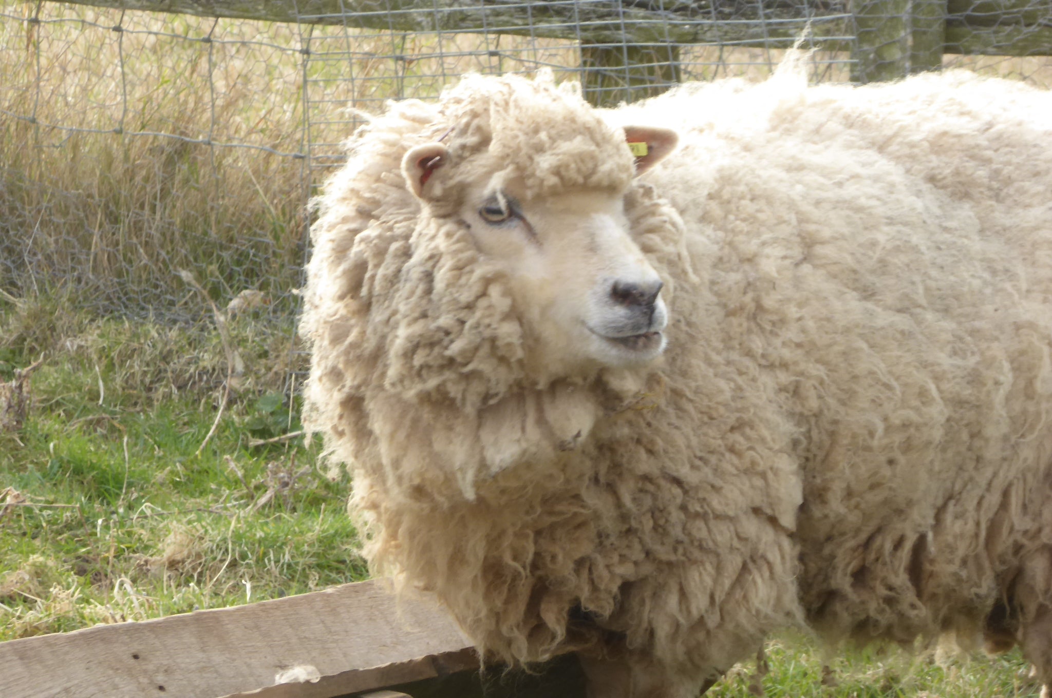 Simply Shetland Aran: 100g - Beinn A' Ghlo